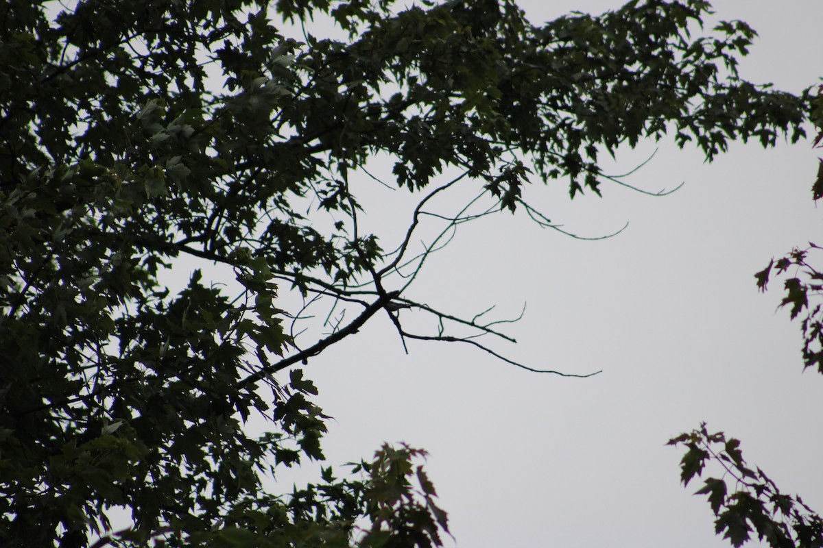 Cerulean Warbler - Justin Leahy