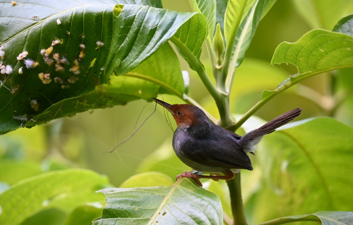 Ashy Tailorbird - ML622125041