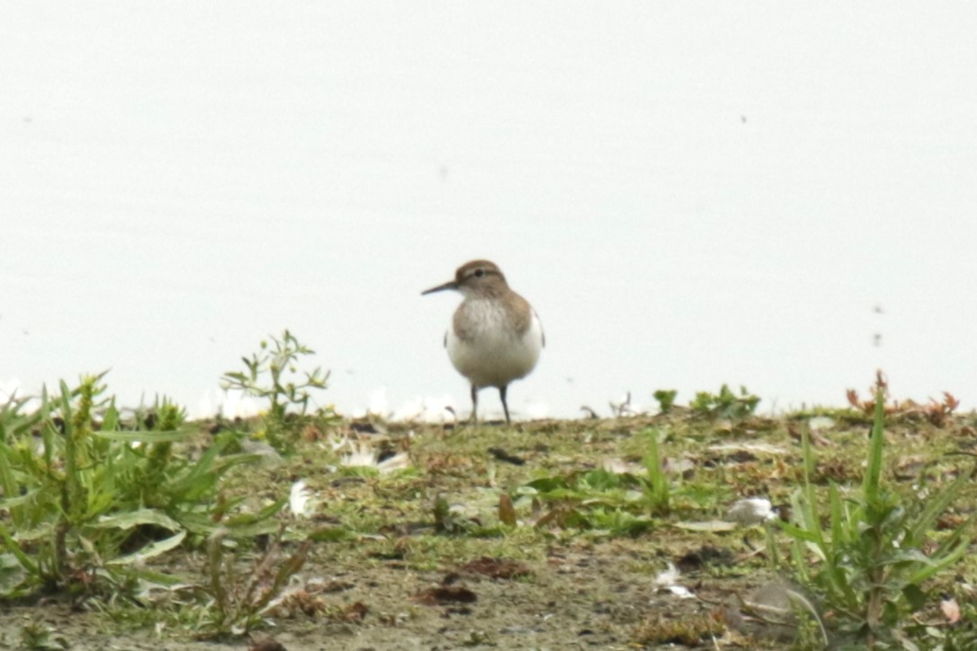 Common Sandpiper - ML622125042