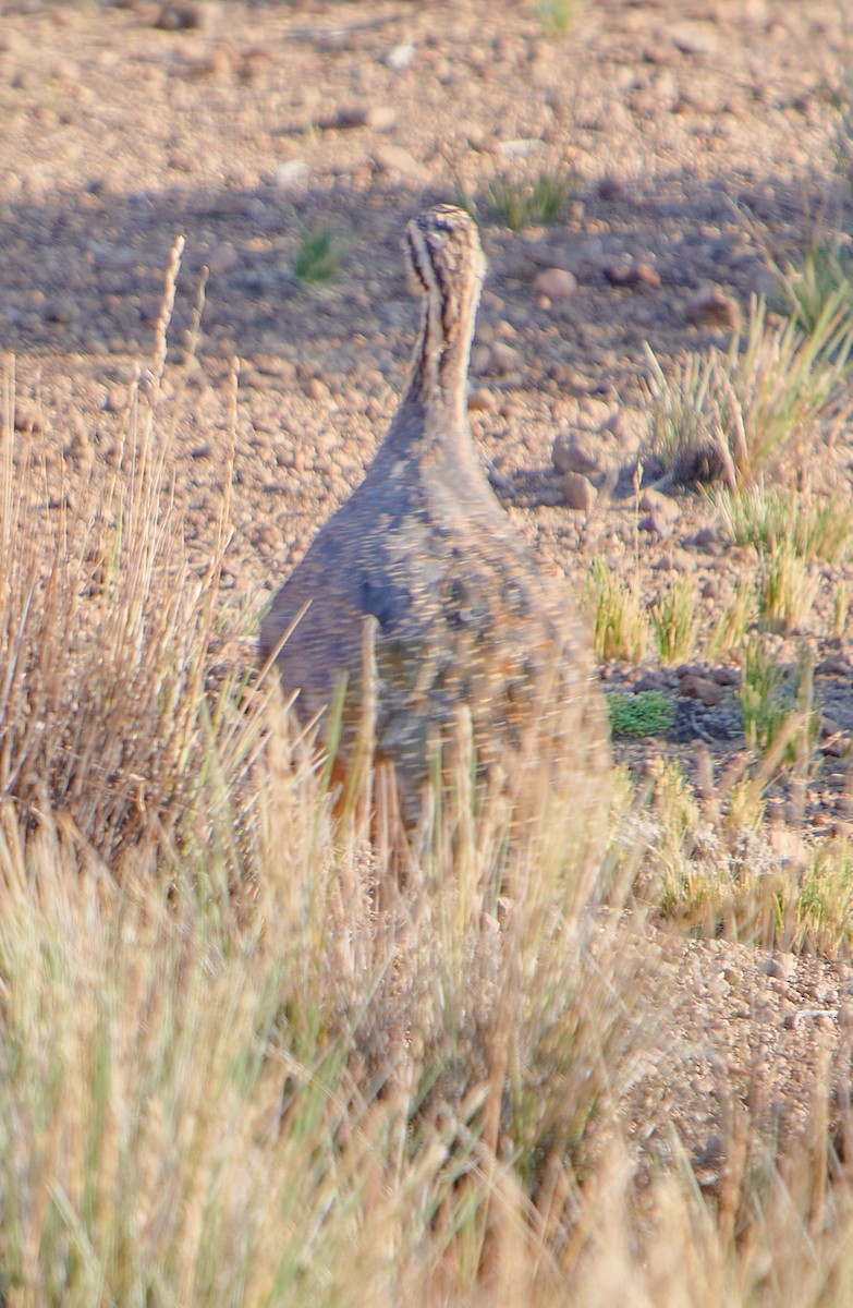 Puna Tinamou - ML622125057