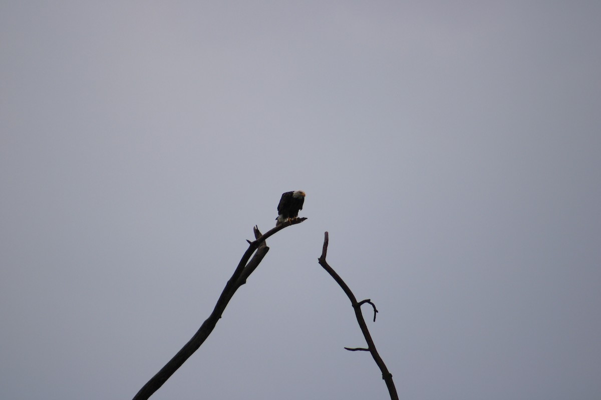 Bald Eagle - ML622125103