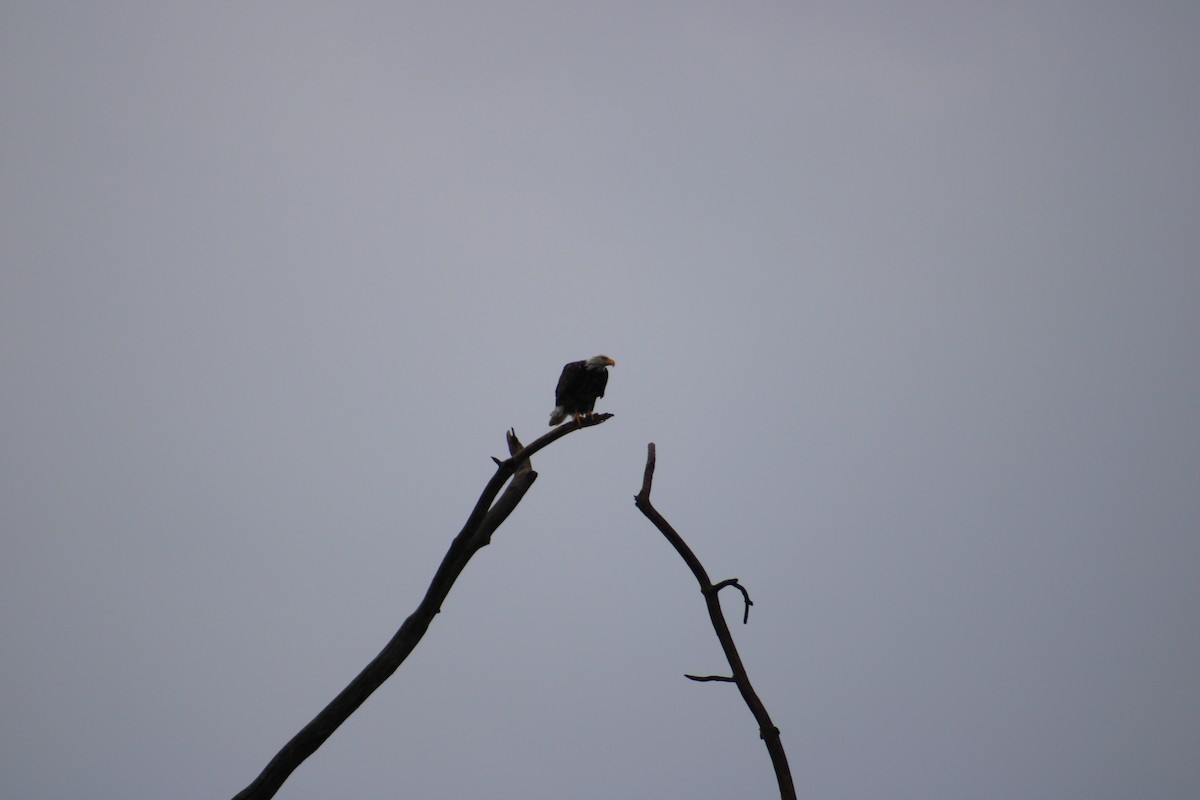 Bald Eagle - ML622125104