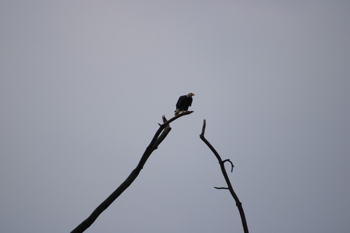 Bald Eagle - ML622125105