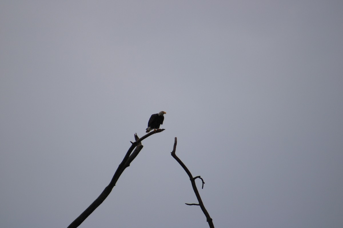 Bald Eagle - ML622125106