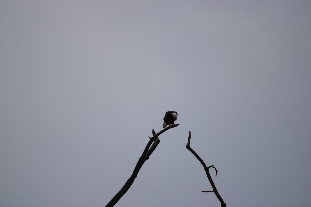 Bald Eagle - Justin Leahy