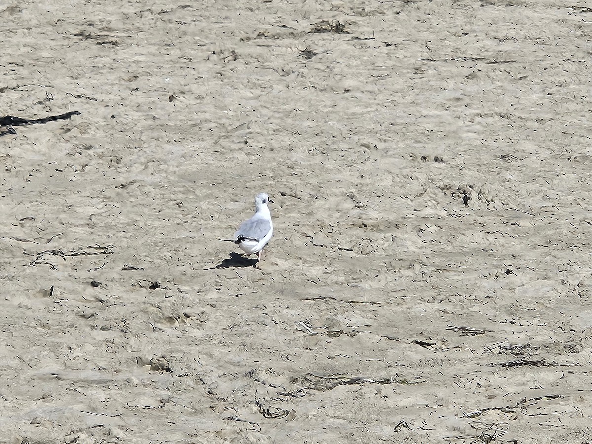 Bonaparte's Gull - ML622125164