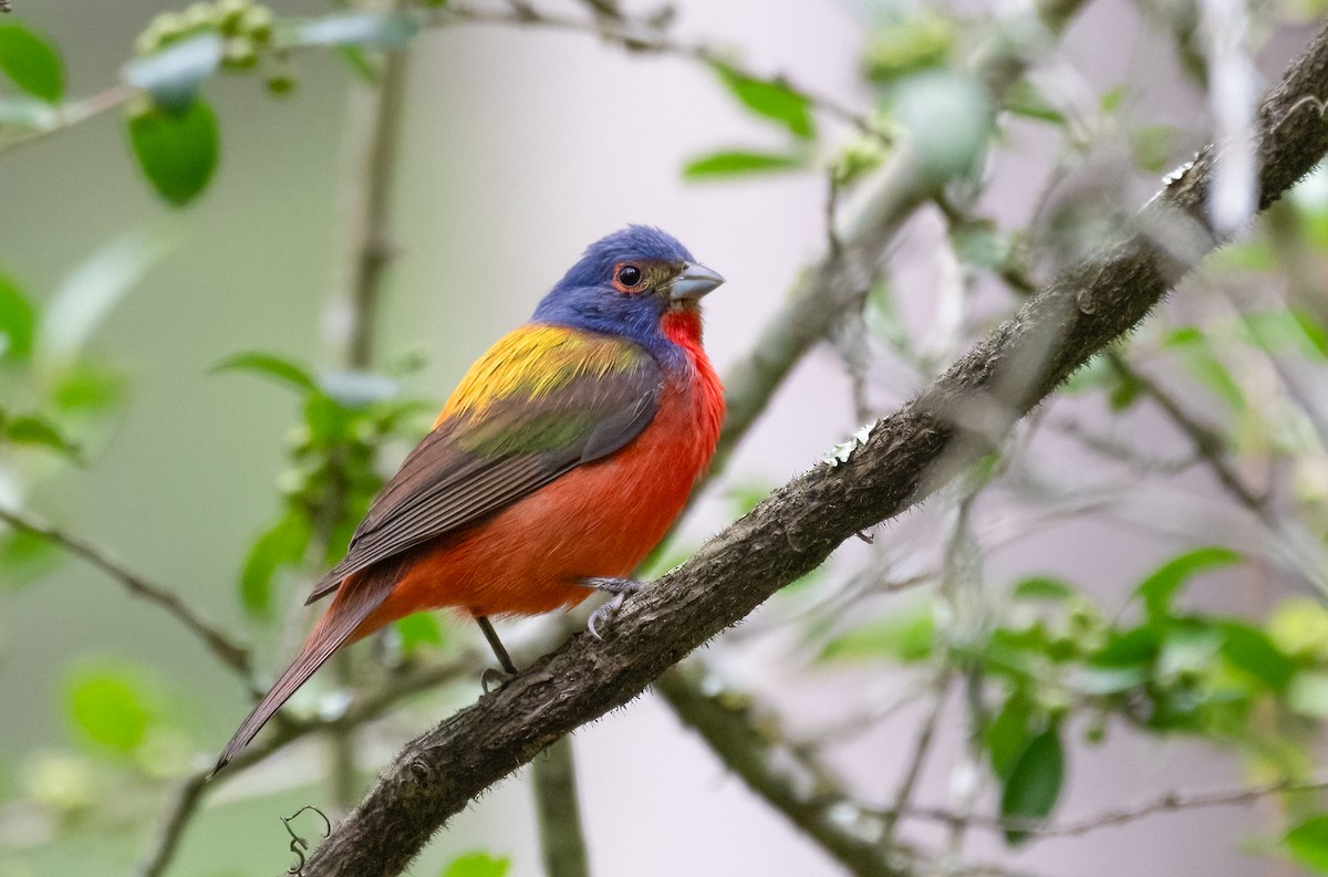 Painted Bunting - ML622125190