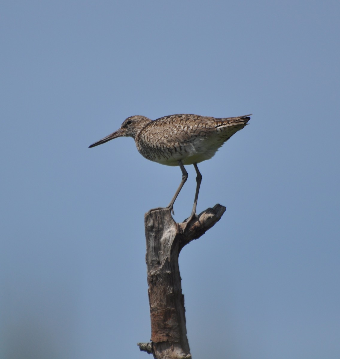 Chevalier semipalmé (semipalmata) - ML62212521