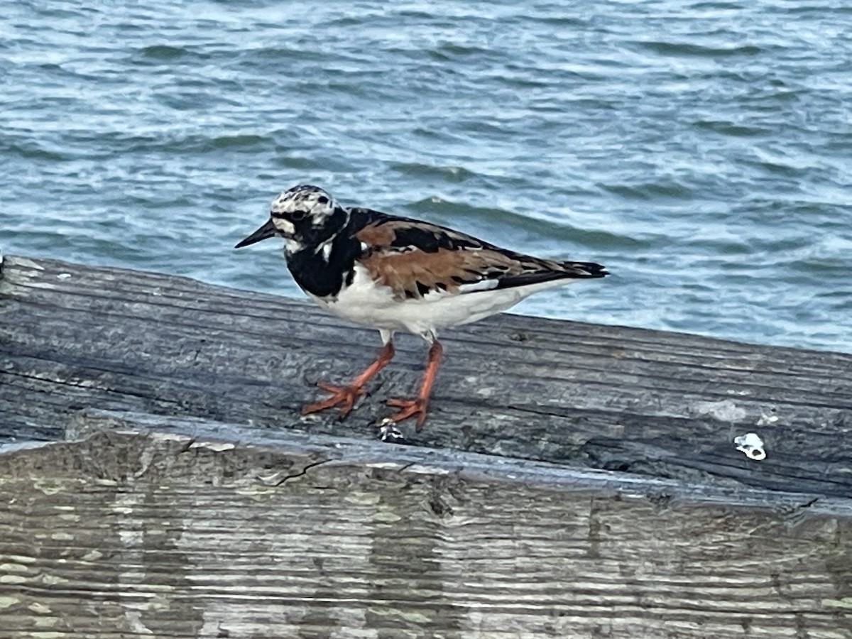 Ruddy Turnstone - ML622125235