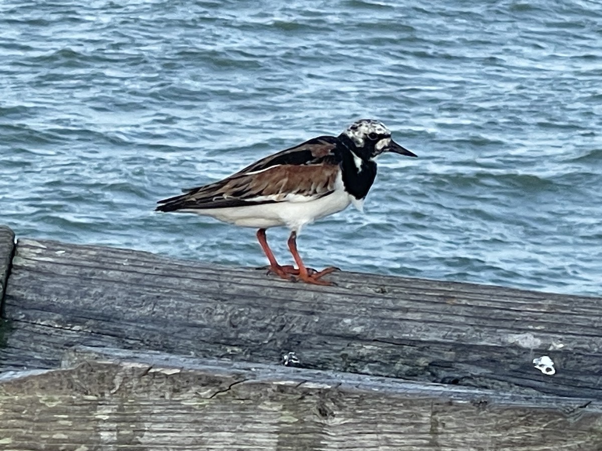 Ruddy Turnstone - ML622125236