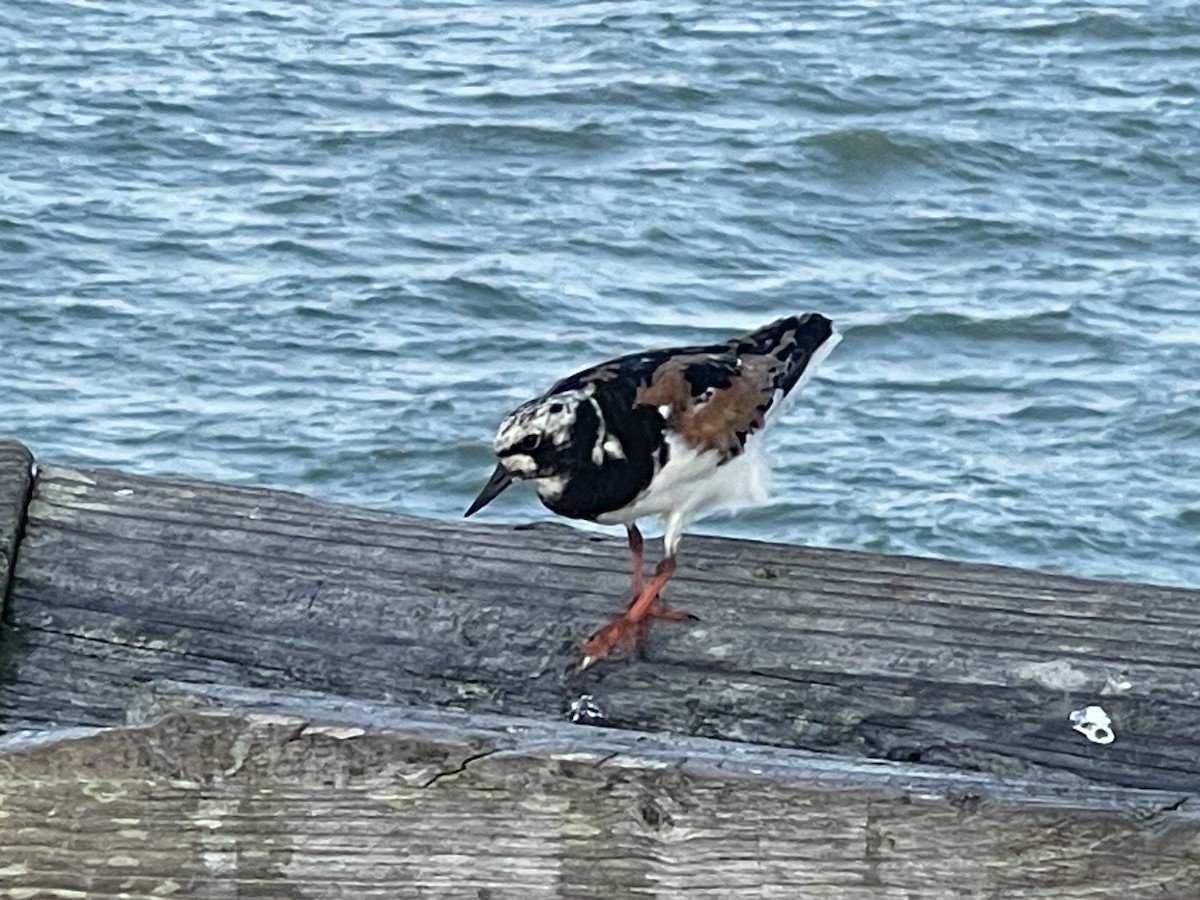 Ruddy Turnstone - ML622125237