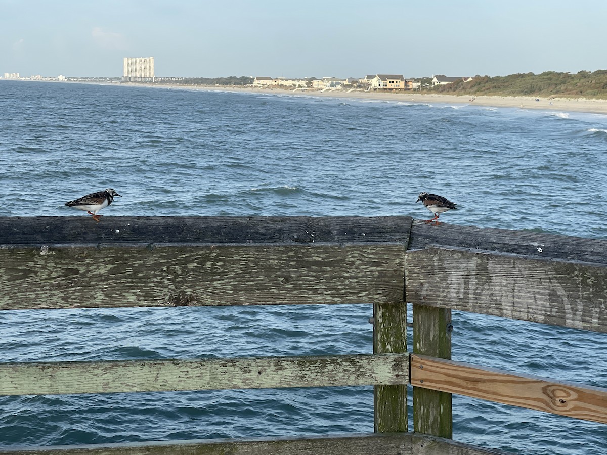 Ruddy Turnstone - ML622125238