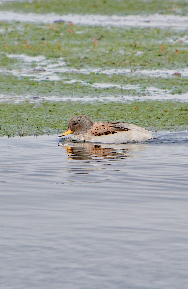 Yellow-billed Teal (oxyptera) - ML622125247