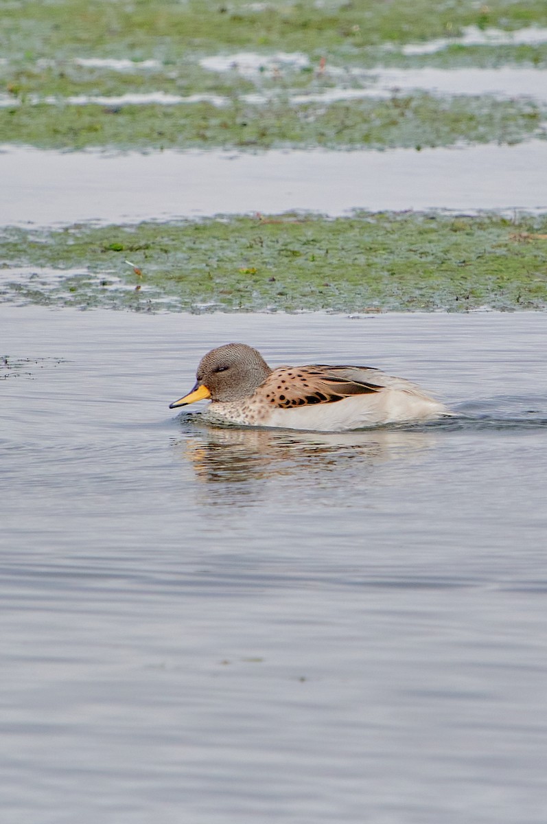 Yellow-billed Teal (oxyptera) - ML622125248