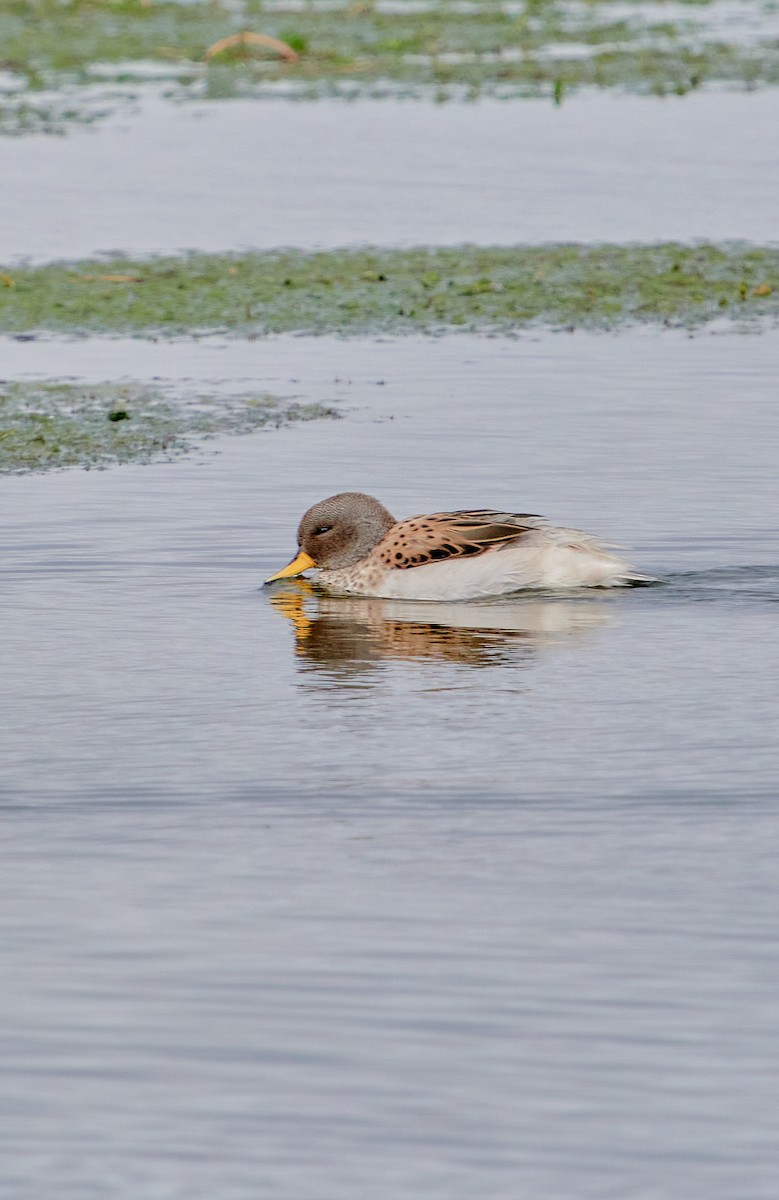 Yellow-billed Teal (oxyptera) - Angélica  Abarca