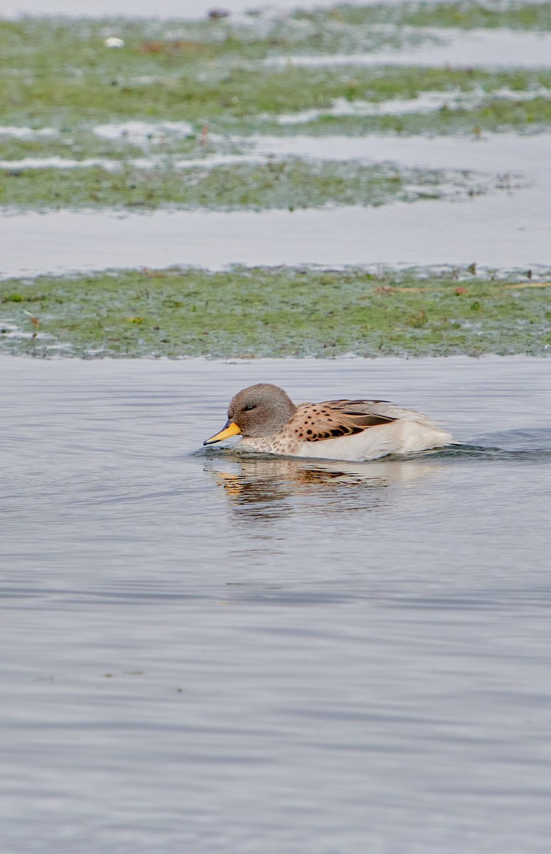 Yellow-billed Teal (oxyptera) - ML622125250