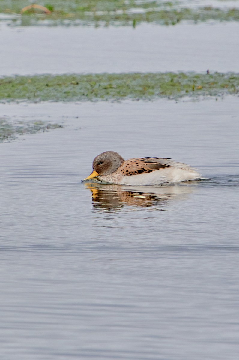 Yellow-billed Teal (oxyptera) - ML622125251