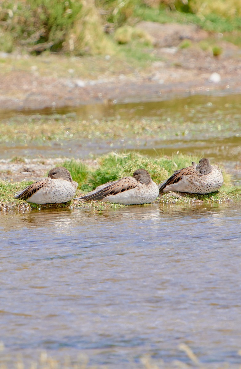 Yellow-billed Teal (oxyptera) - ML622125252