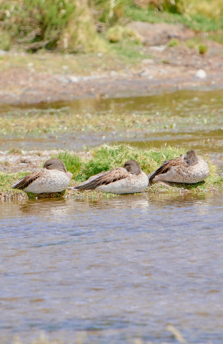 Yellow-billed Teal (oxyptera) - ML622125253