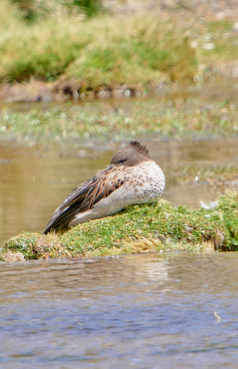 Yellow-billed Teal (oxyptera) - ML622125254