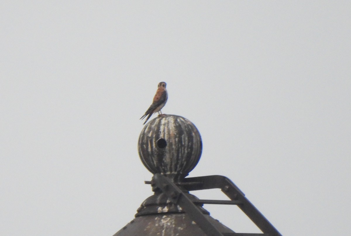 American Kestrel - The Hutch