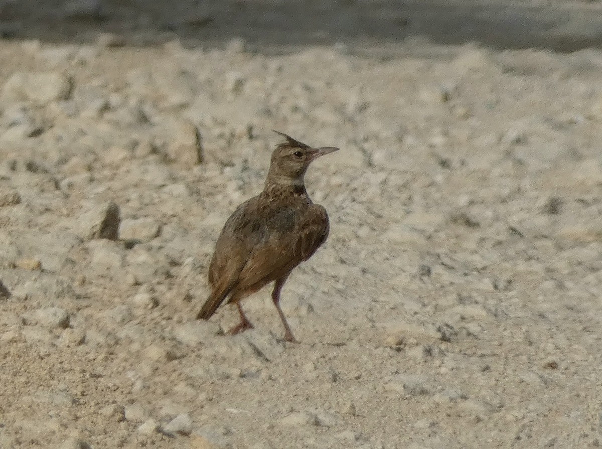 Crested Lark - ML622125257