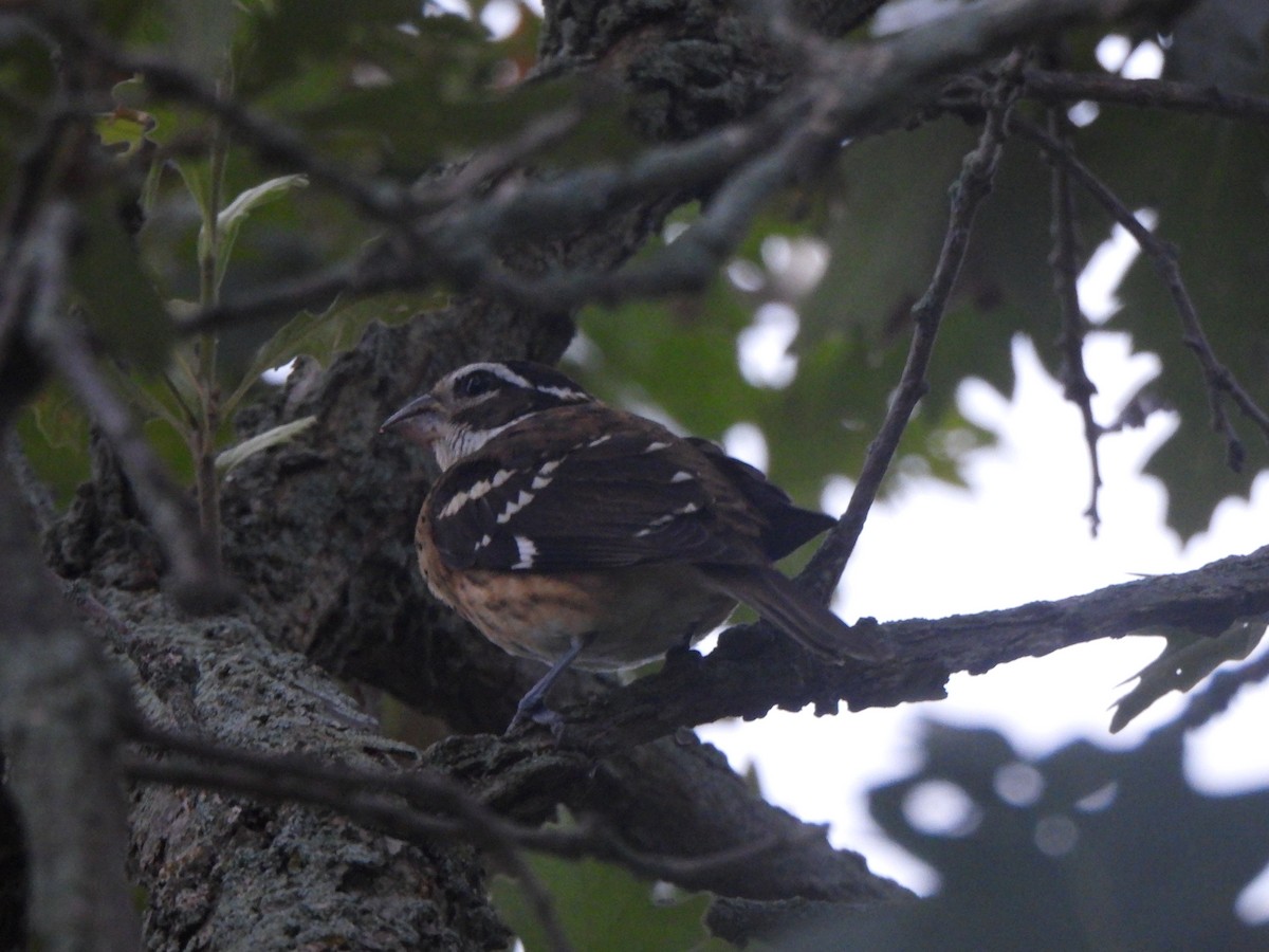 Rose-breasted Grosbeak - The Hutch