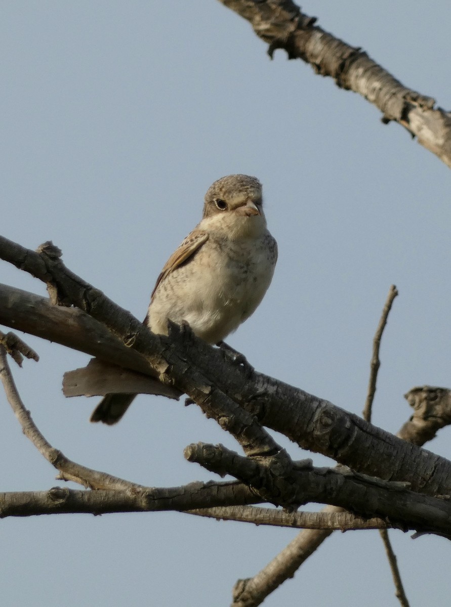 Woodchat Shrike - ML622125259