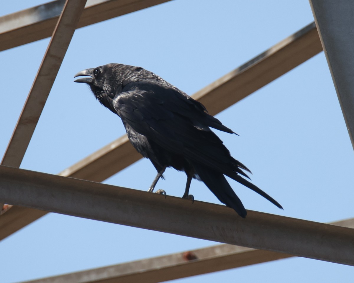 Common Raven - ML622125260