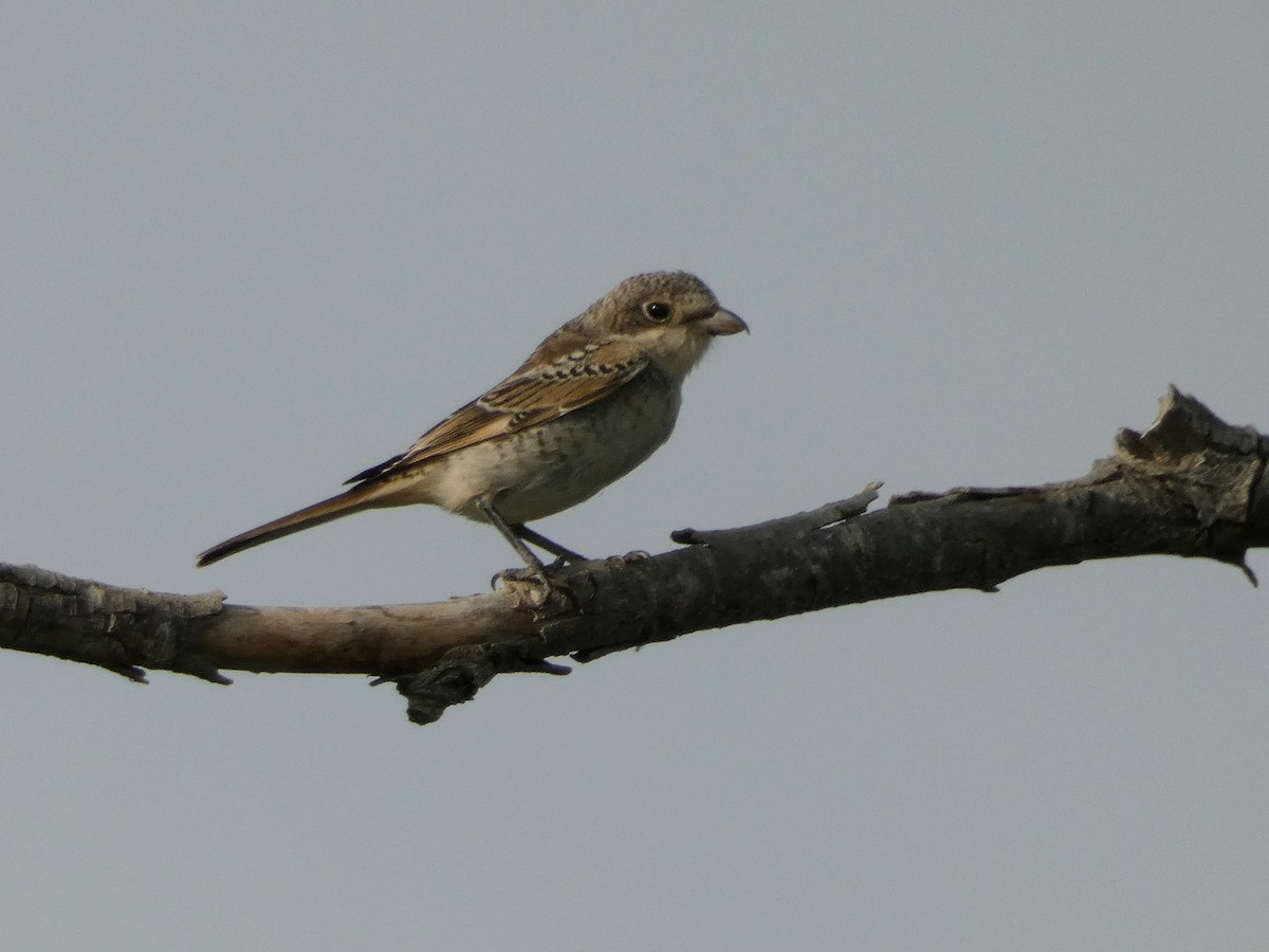 Woodchat Shrike - ML622125261