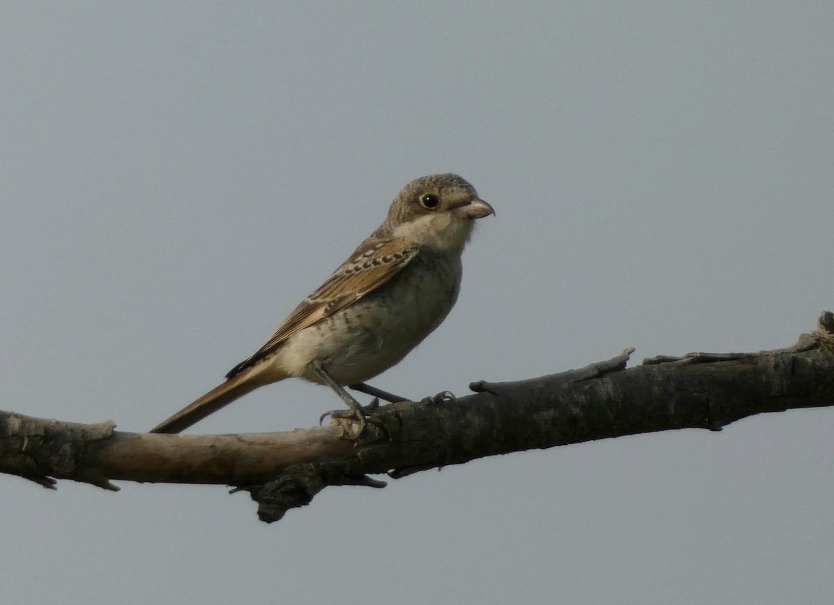 Woodchat Shrike - ML622125262