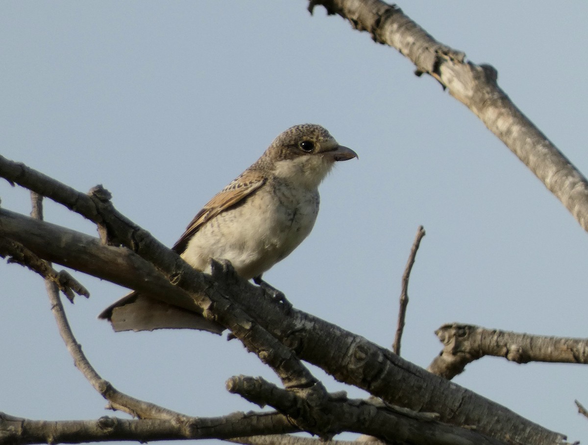 Woodchat Shrike - ML622125263