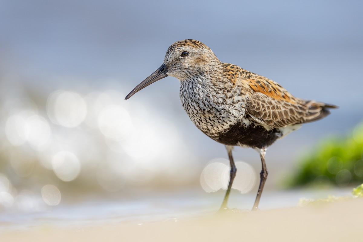 Dunlin - ML622125264