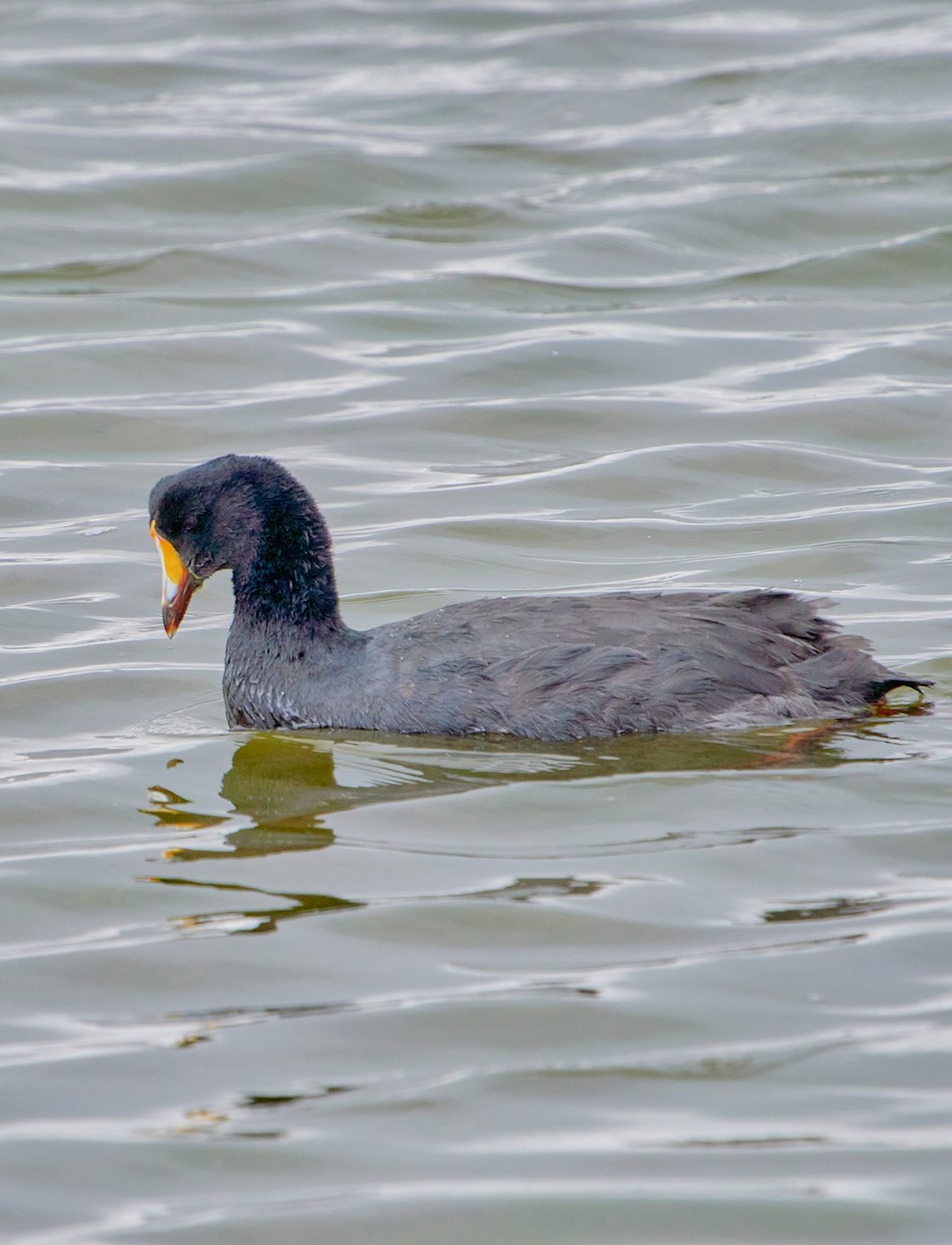 Giant Coot - ML622125266