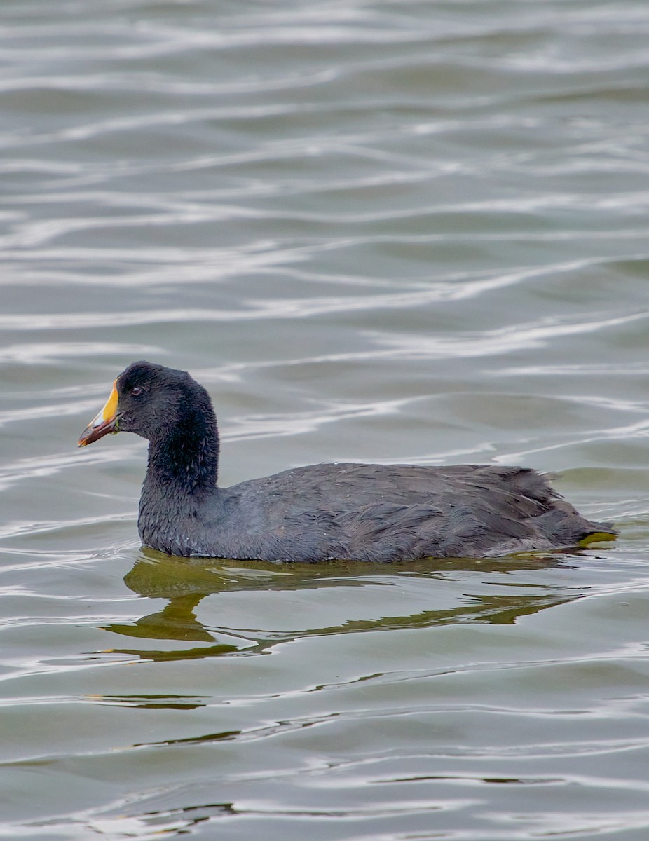 Giant Coot - ML622125267