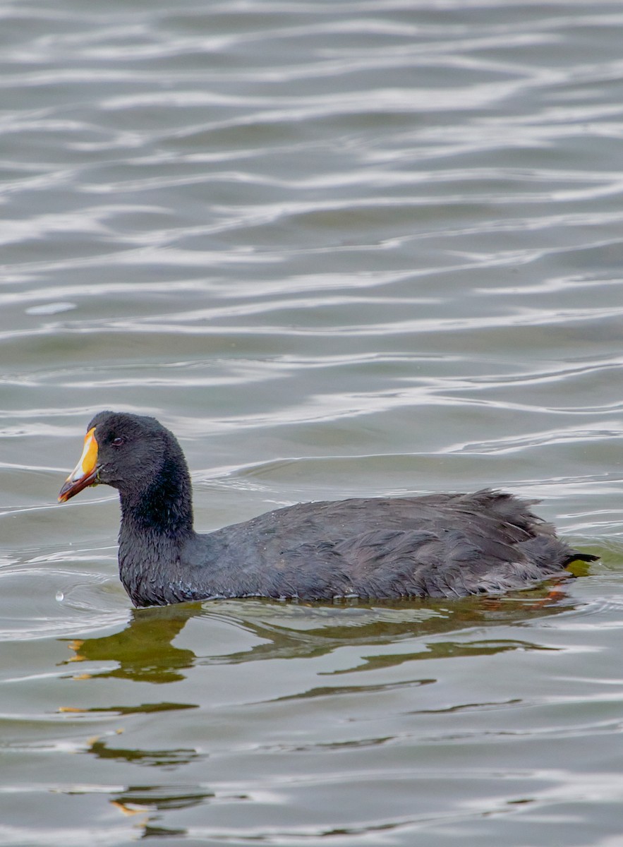 Giant Coot - ML622125268