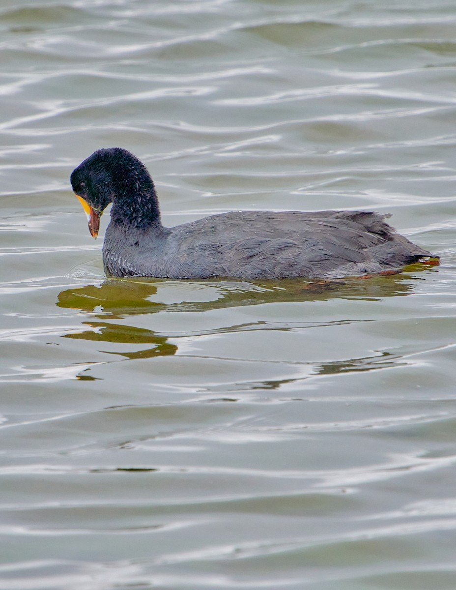 Giant Coot - ML622125269