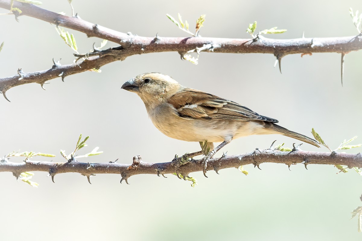 Great Rufous Sparrow - ML622125270