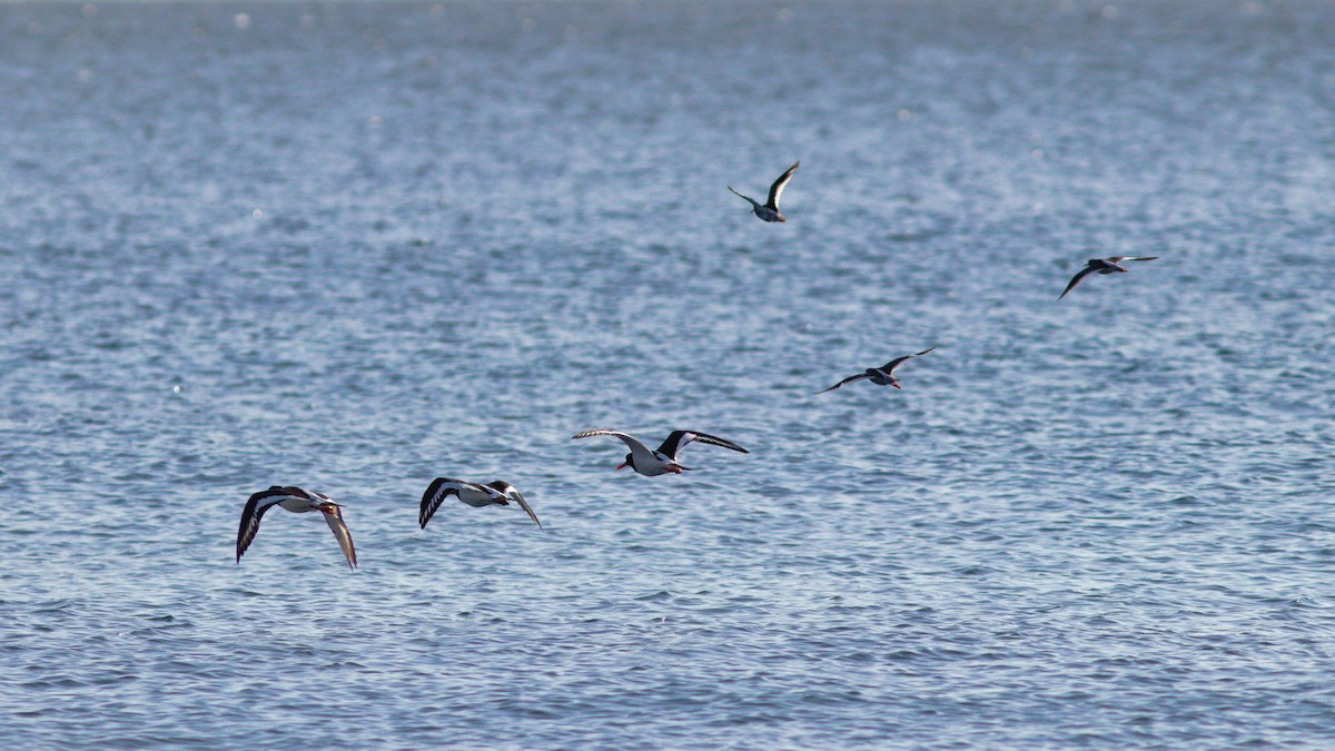 Eurasian Oystercatcher - ML622125271