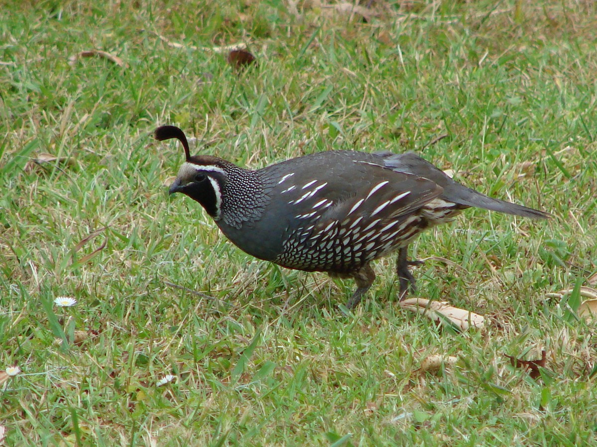 California Quail - ML622125272