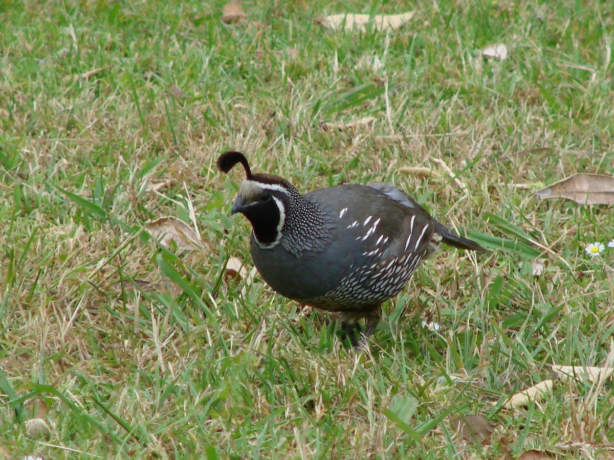 California Quail - ML622125273