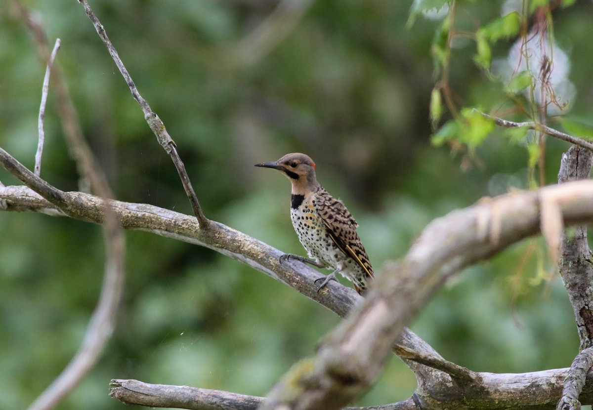 Northern Flicker - ML622125275