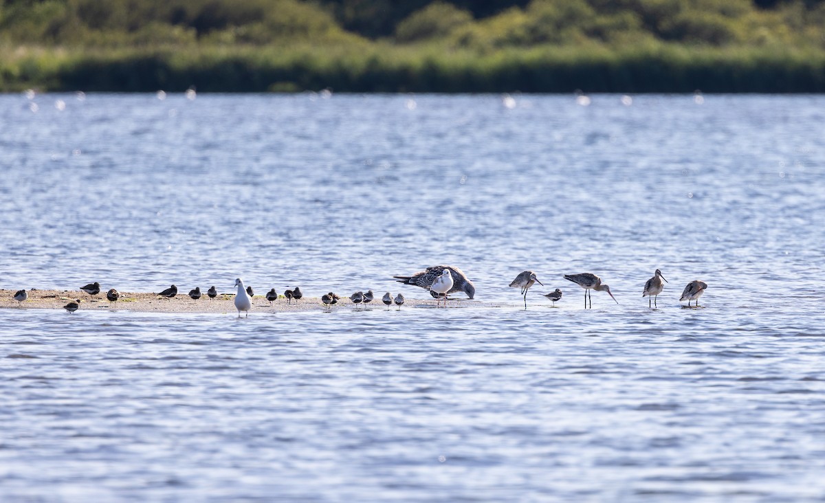 Black-tailed Godwit - ML622125276