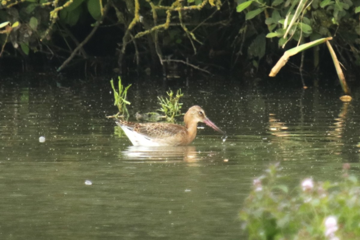 Black-tailed Godwit - ML622125278