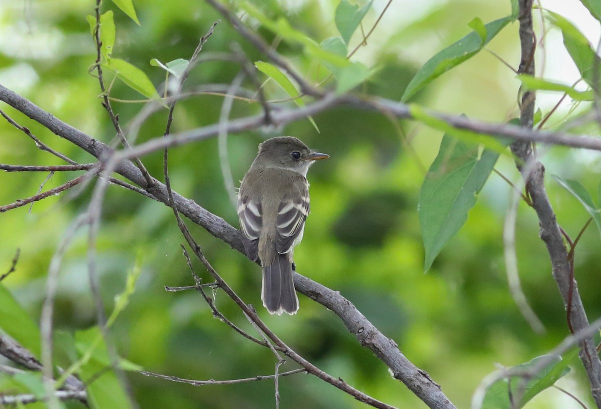 Willow Flycatcher - Debbie Parker