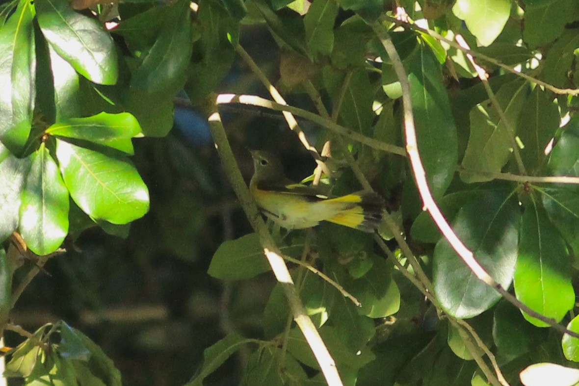 American Redstart - Oscar Johnson