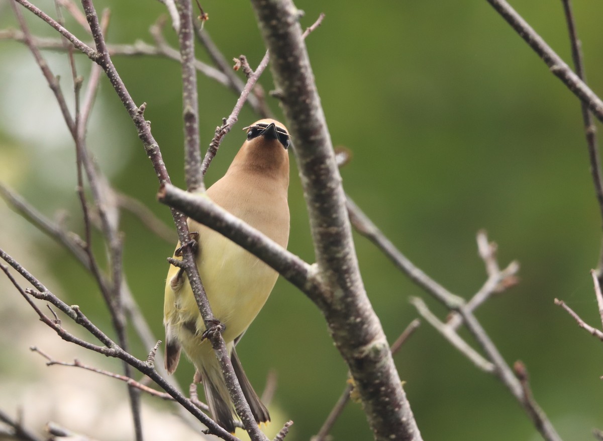 Cedar Waxwing - ML622125322