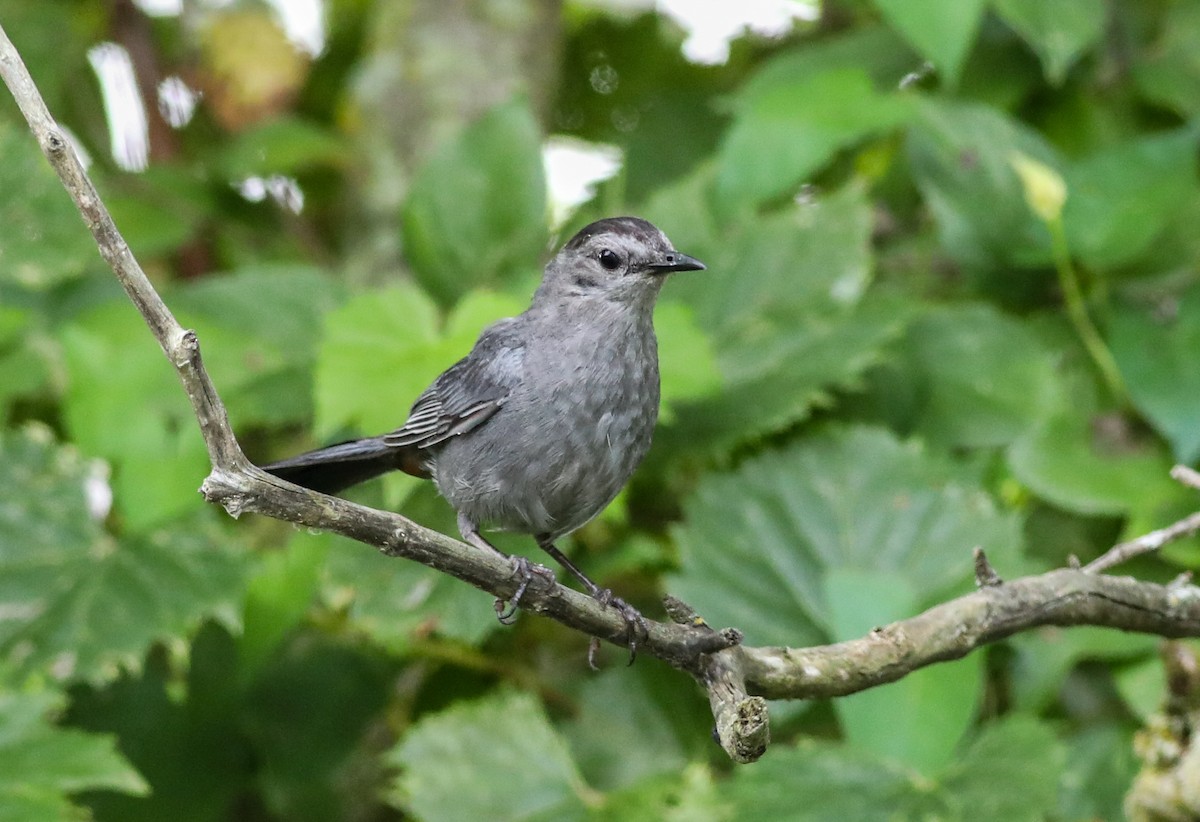 Gray Catbird - Debbie Parker