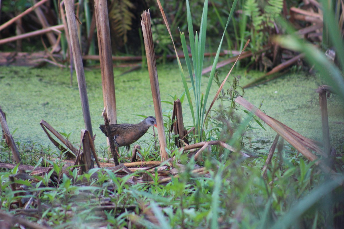 Virginia Rail (Virginia) - ML622125324