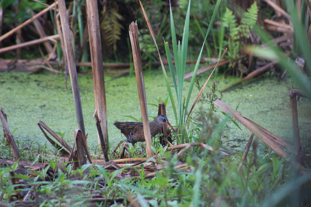 Virginia Rail (Virginia) - ML622125325